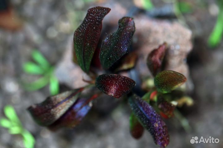 Буцефаландра Призрак Брауни