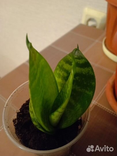 Сансевиерия