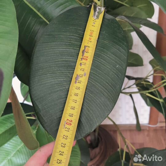 Искусственный фикус