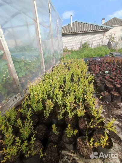 Спирея грефшейм саженцы