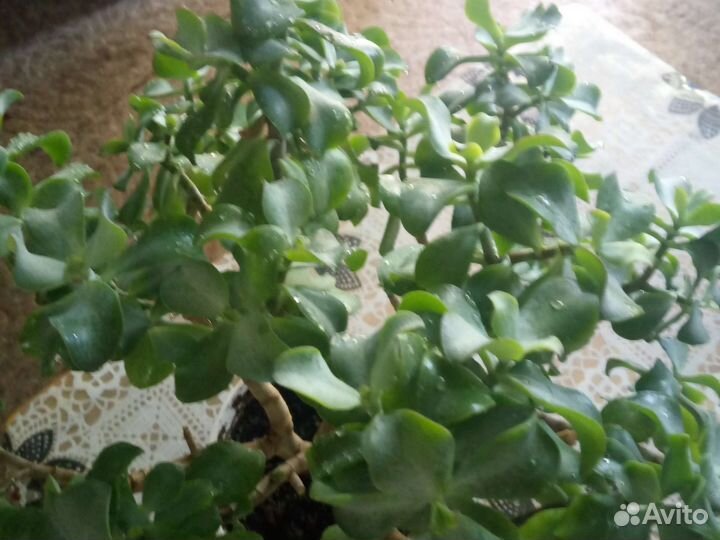 Денежное дерево