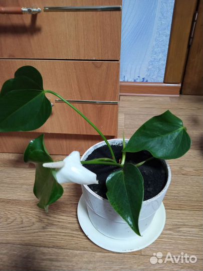 Цветы антуриум белый