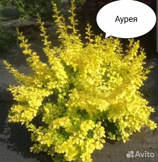 Барбарис. Пузыреплодник