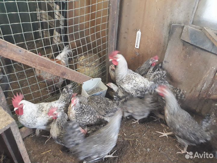 Куры, петухи, цыплята, инкубационное яйцо
