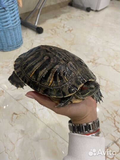 Красноухая черепаха