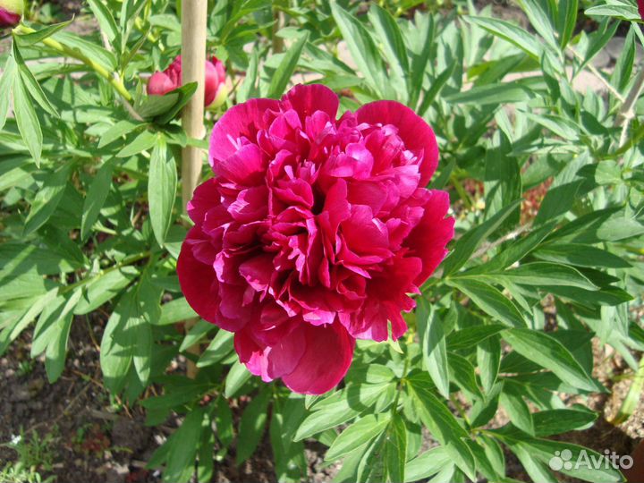 Пион Официналис Рубра Плена