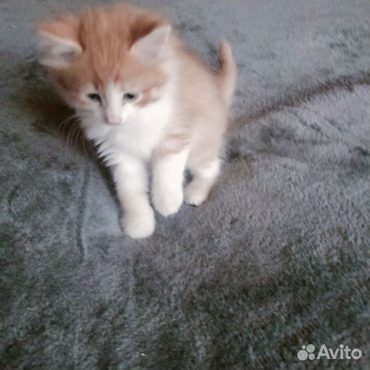 Котята в добрые руки. Два кота и кошка