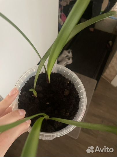 Гиппеаструм луковицы