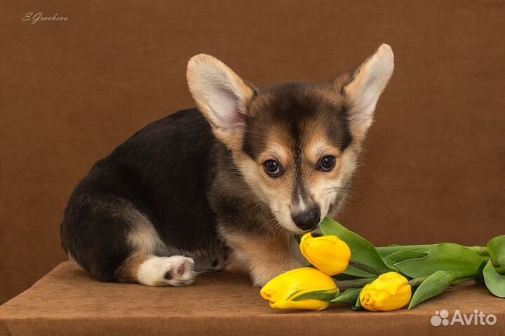 Щенки вельш корги пемброка
