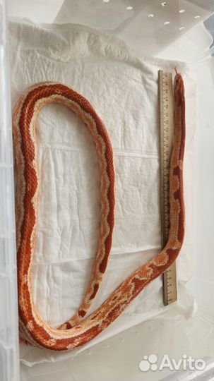 Маисовый полоз + террариум в подарок