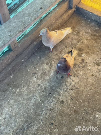 Бойные Бакинские Иранские голуби в Москве