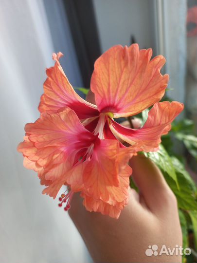 Комнатные цветы