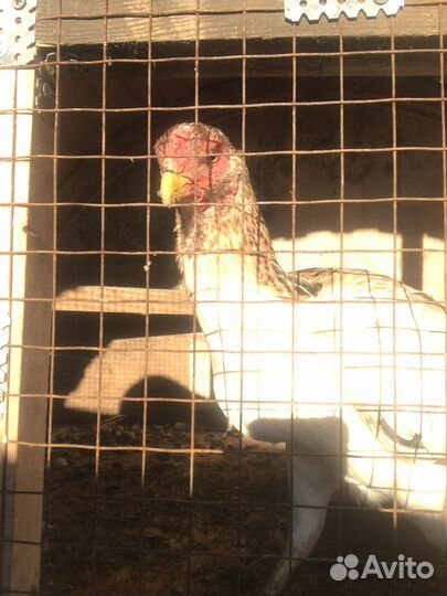 Бойцовая курица