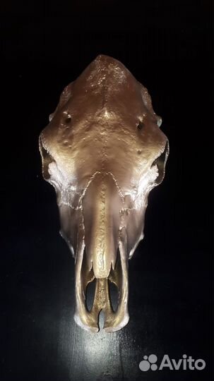 Череп золотой телец