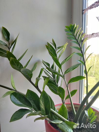 Замиокулькас