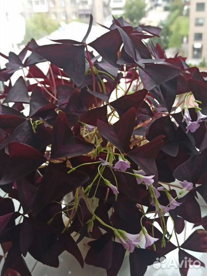 Кислица оксалис