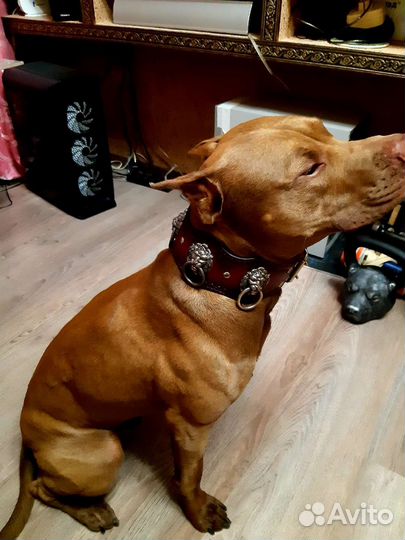 Вязка пит буль кобель