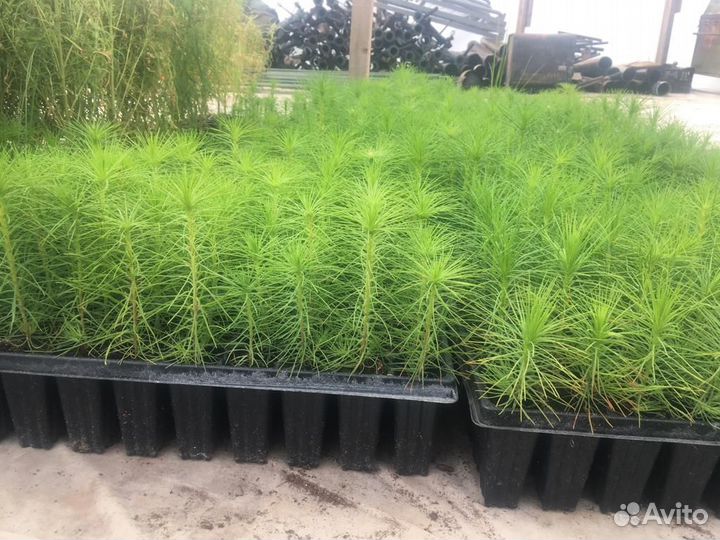 Сосна зкс для лесовосстановления, Кировская обл