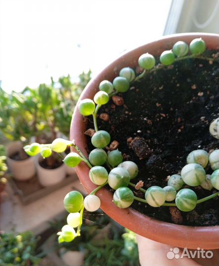 Суккуленты