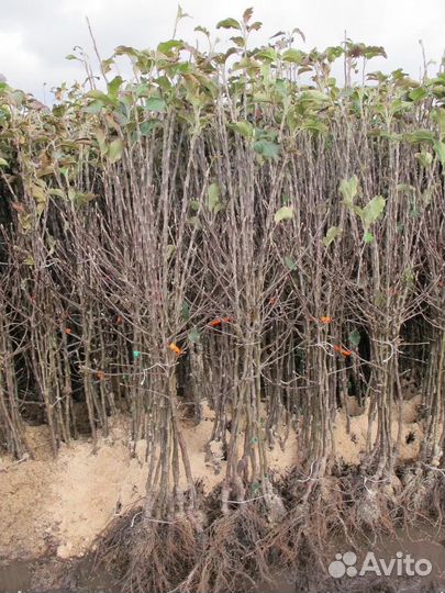 Саженцы плодовых деревьев (опт)