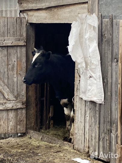 Корова с теленком, телочки
