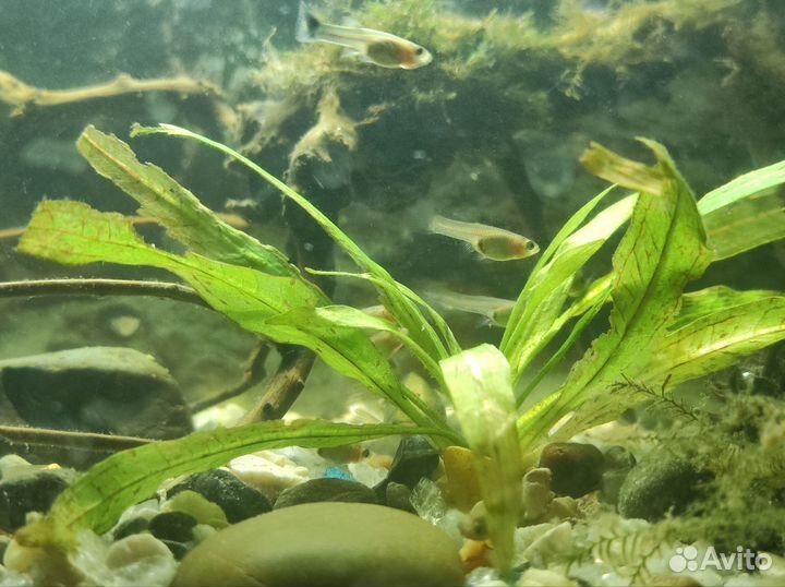 Рыбки гуппи