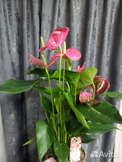 Антуриум Калифорния