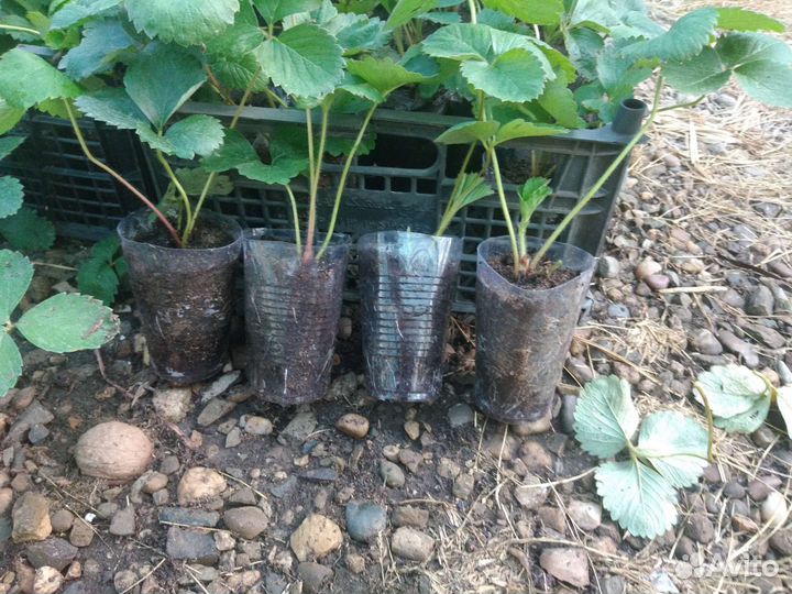 Рассада клубники