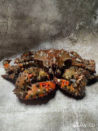 Краб живой колючий