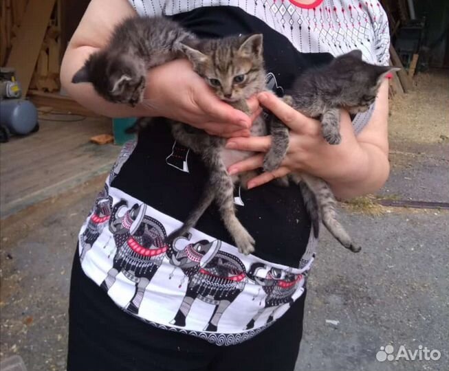Котята в добрые руки бесплатно