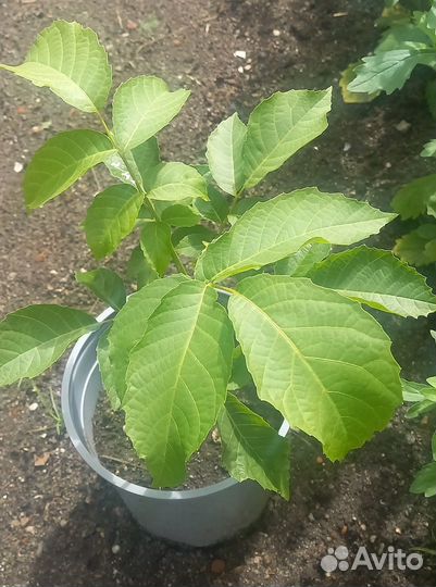 Грецкий орех саженцы