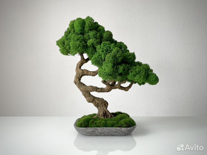 Бонсай Мидори