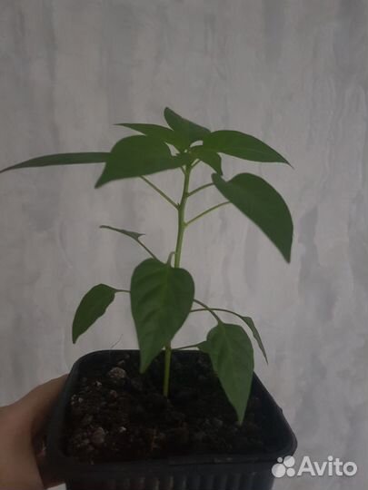 Перчик комнатный декоративный