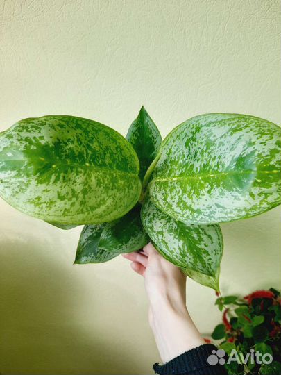 Аглаонемы разные