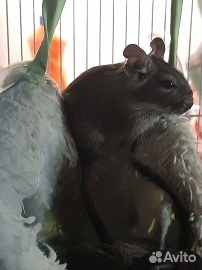 Чилийская белка дегу