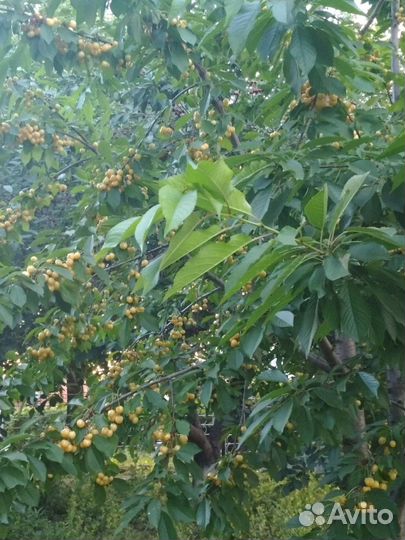 Черешня крупная, домашняя. Временно нет