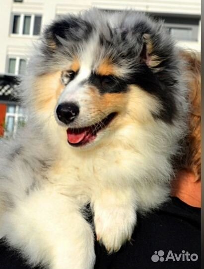 Колли мальчик