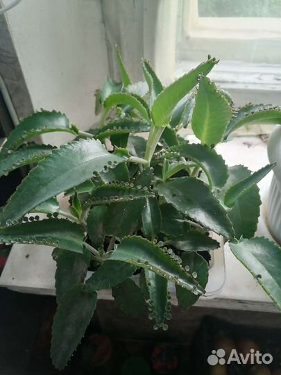 Каланхоэ лечебное