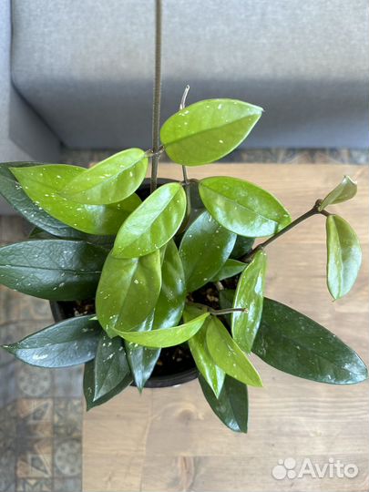 Комнатные цветы, Хойя