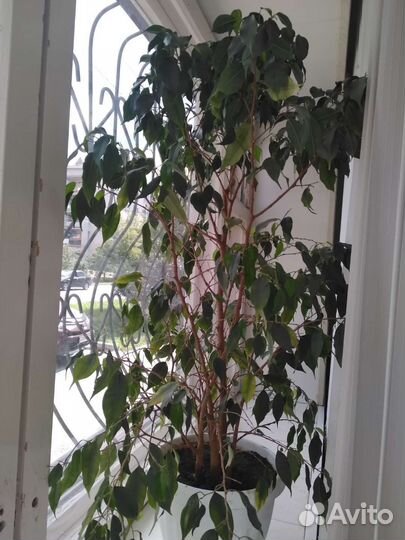 Фикусы Бенджамина пестролистный, большой