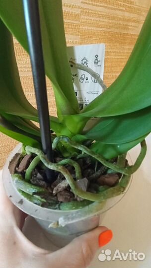 Орхидея фаленопсис Albufeira бабочка