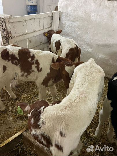 О Теляты бычки и тёлки