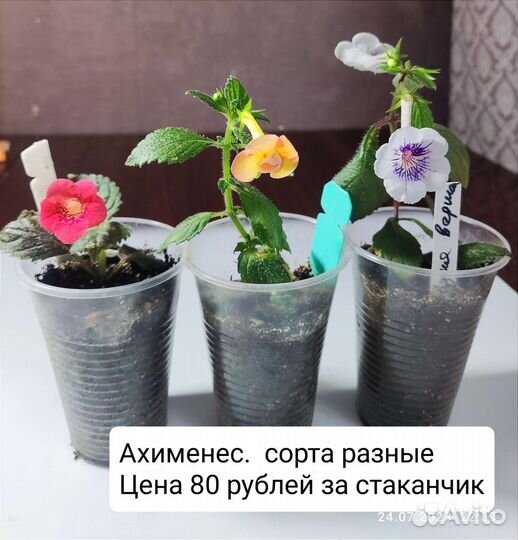 Цветы комнатные