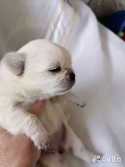 Чихуахуа микро малыши