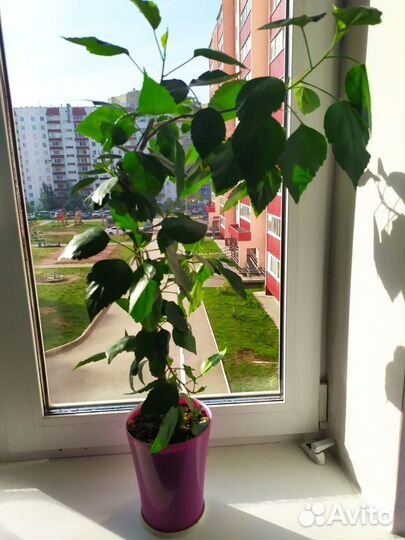 Комнатные домашние растения