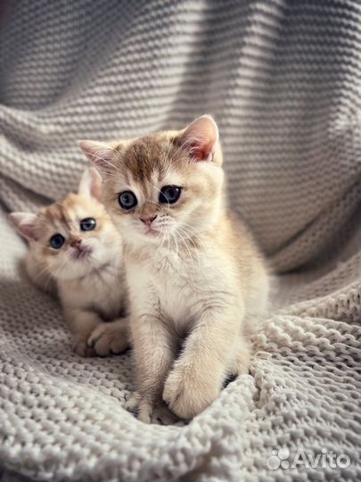 Лютик И люсик - двойное счастье