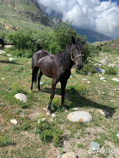 Лошадь жеребец