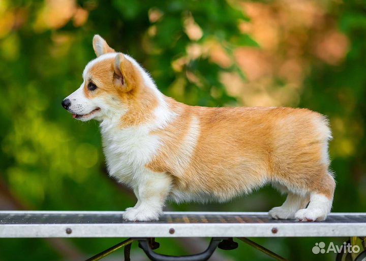 Вельш-корги пемброк