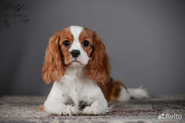 Кавалер кинг чарльз спаниель