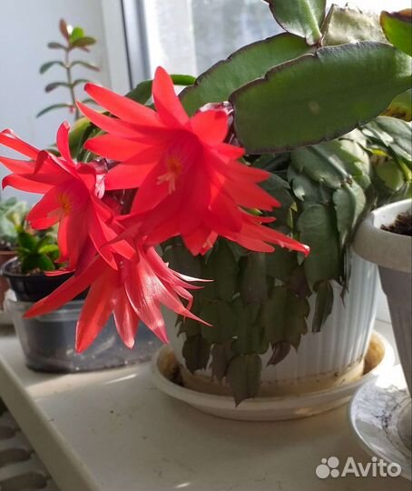 Рипсалидопсис, иначе декабрист